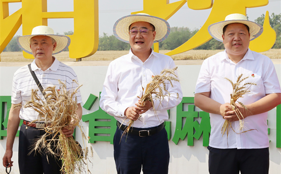 農(nóng)機田間走 集團種植基地萬畝小麥喜開豐收第一鐮